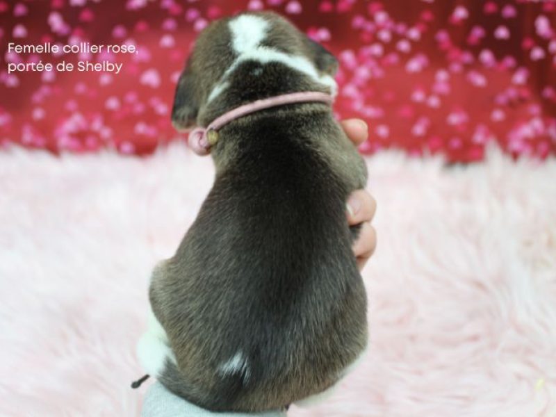 f rose shelby IMG_4127