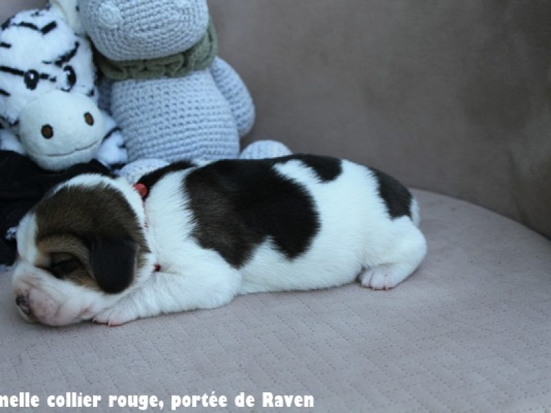 f rougeIMG_6580