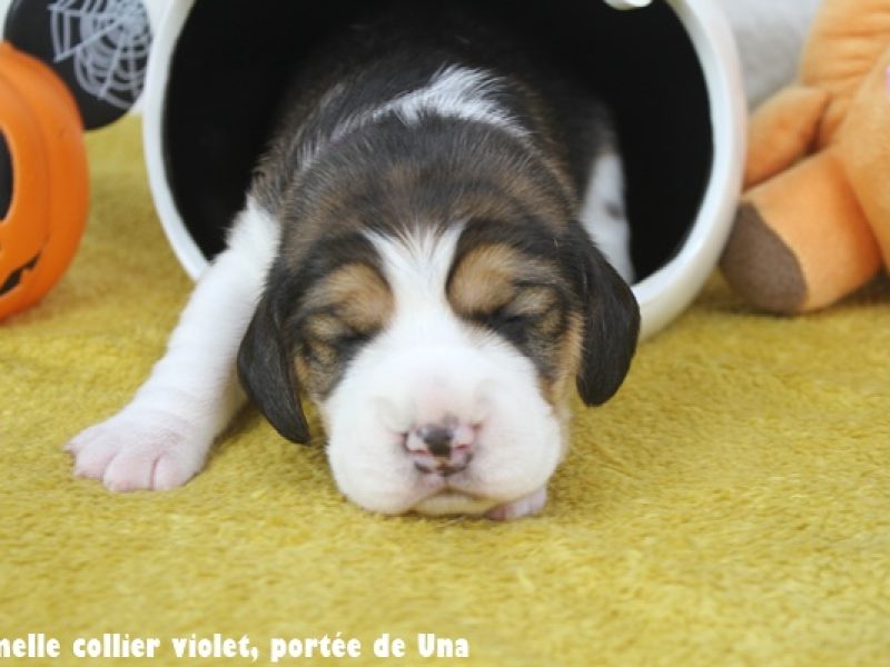 f violetIMG_0007