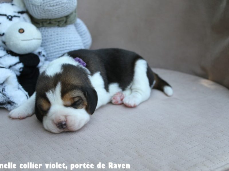 f violetIMG_6442