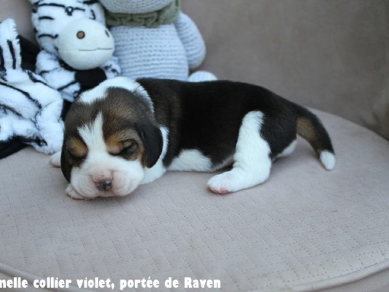 f violetIMG_6457