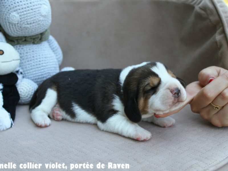 f violetIMG_6462