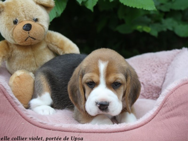 f violetIMG_8091