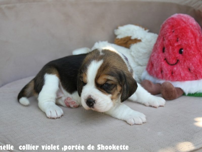 f violetIMG_8311