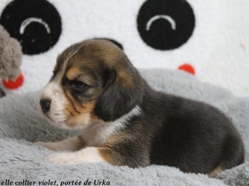 f violetIMG_9476