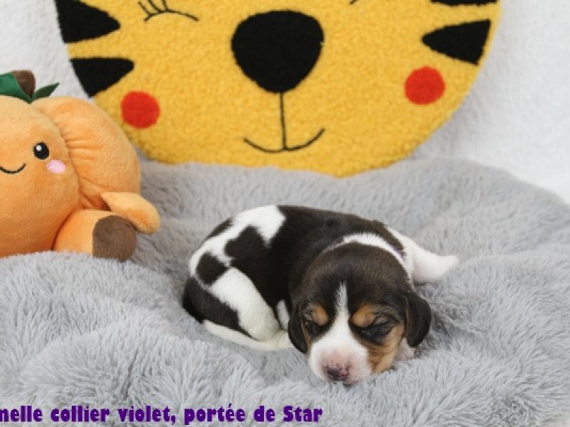 f violetIMG_9664