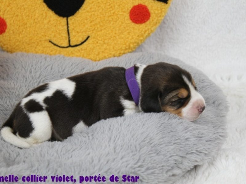 f violetIMG_9668