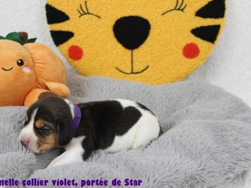 f violetIMG_9671