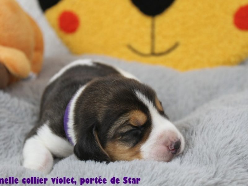 f violetIMG_9677