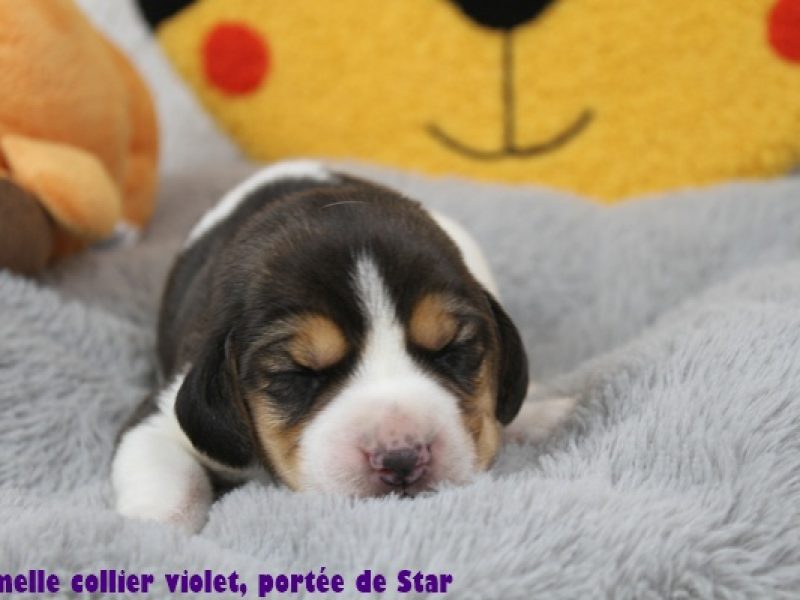 f violetIMG_9678