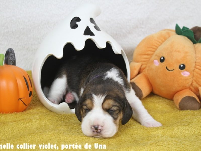 f violetIMG_9997