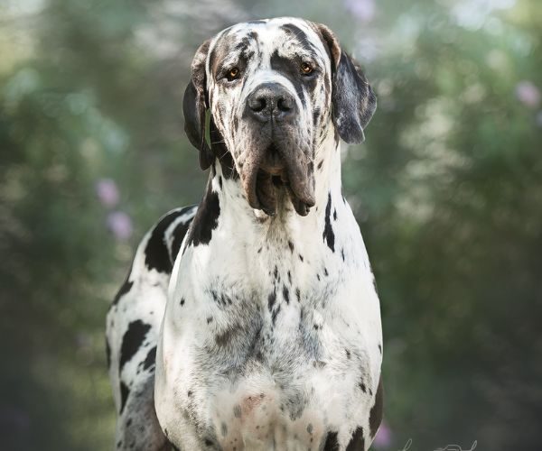 leonidas-052025