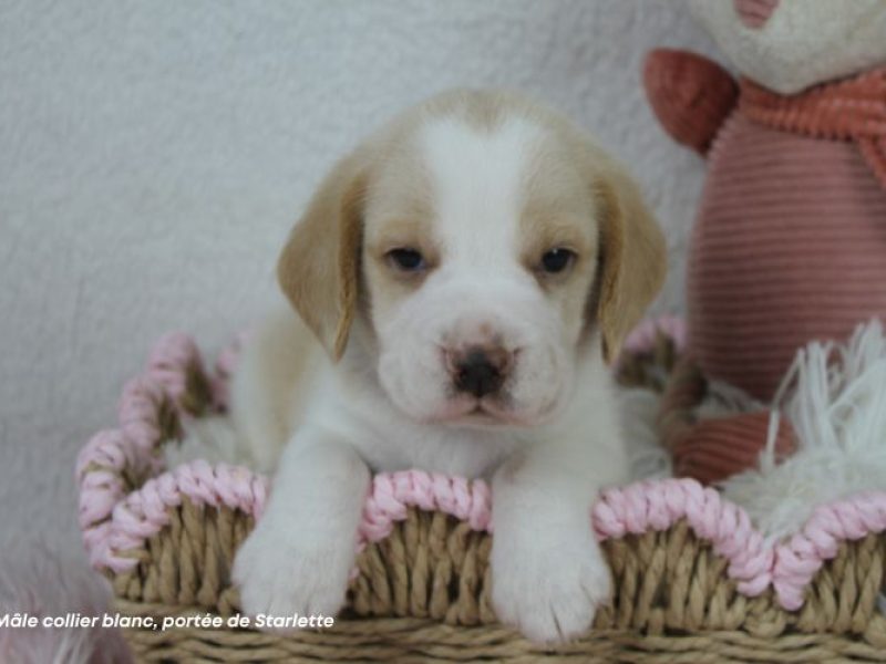 m-blanc-starlette-IMG_8506