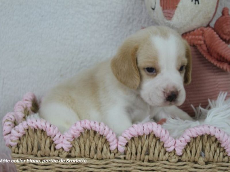 m-blanc-starlette-IMG_8509