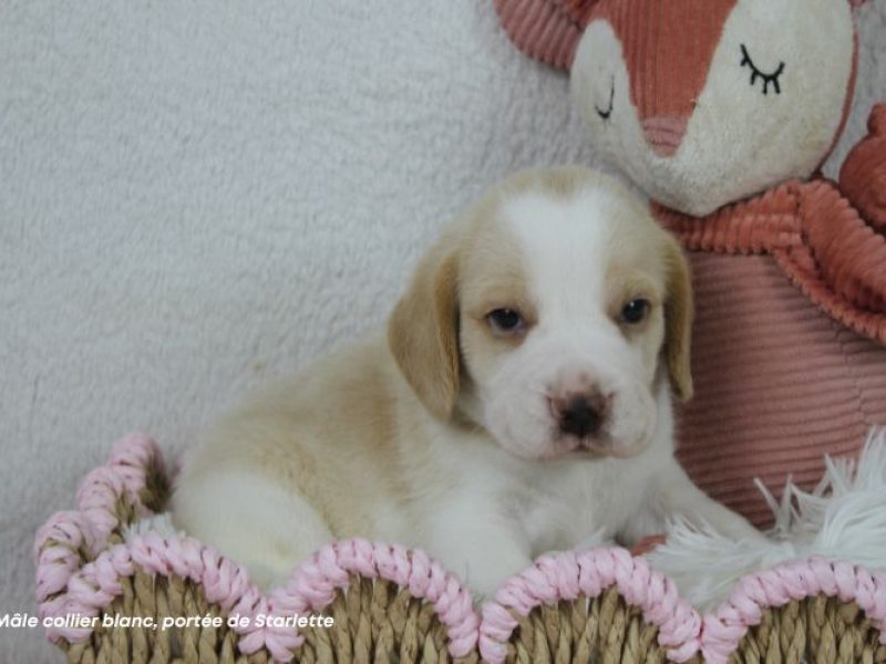 m-blanc-starlette-IMG_8512