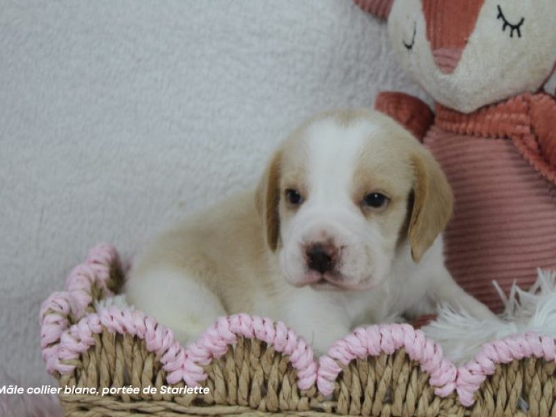 m-blanc-starlette-IMG_8513
