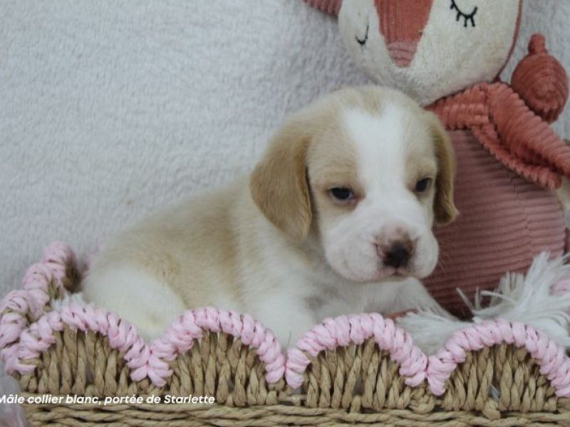 m-blanc-starlette-IMG_8516