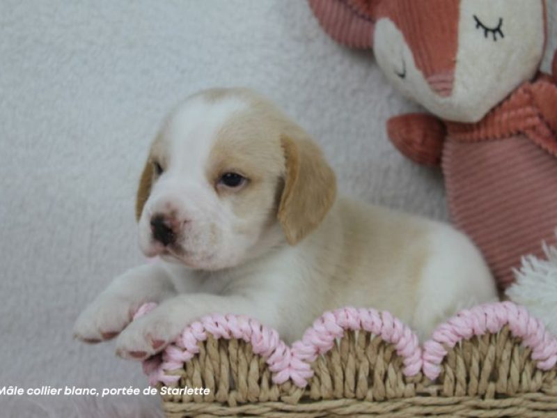 m-blanc-starlette-IMG_8525