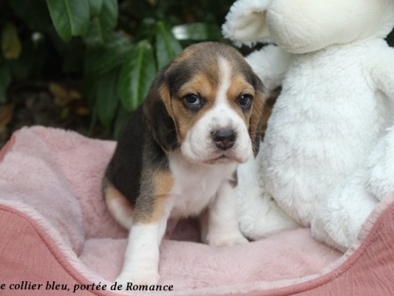 m bleuIMG_0694