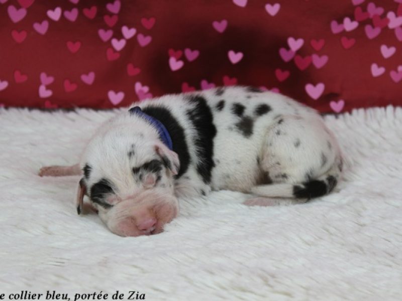 m bleuIMG_6770