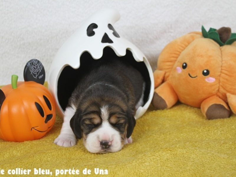 m bleuIMG_9969