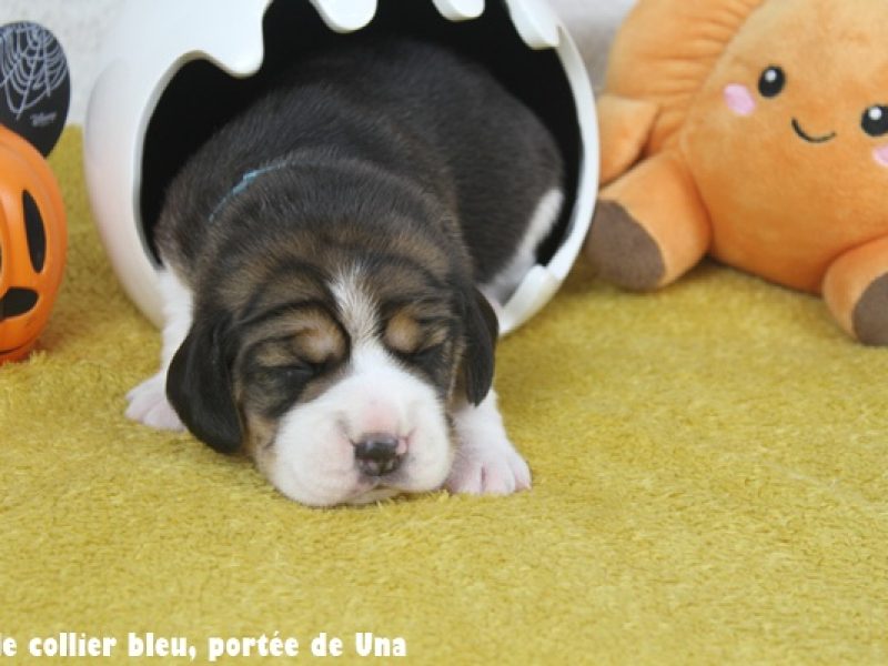 m bleuIMG_9972