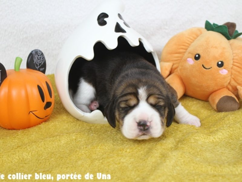 m bleuIMG_9977
