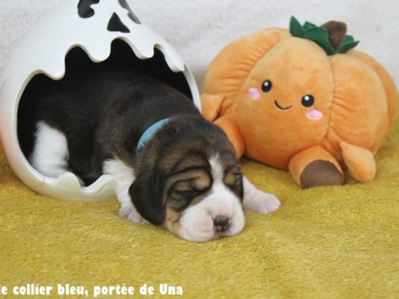 m bleuIMG_9987