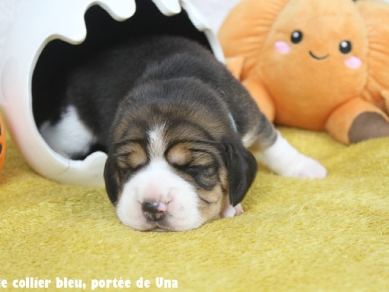 m bleuIMG_9993