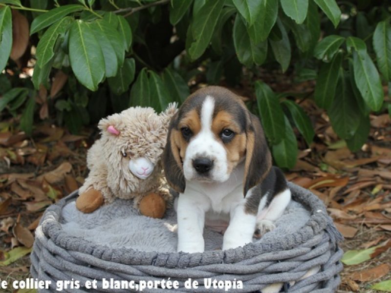 m gris et blancIMG_9089