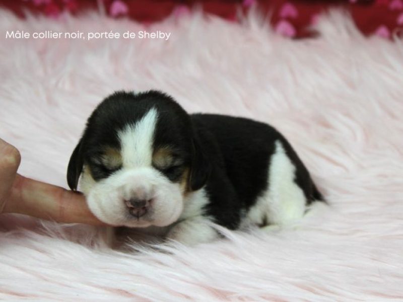 m noir shelby IMG_4113