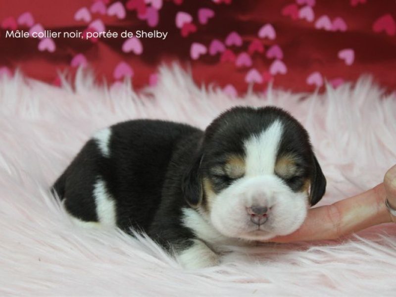 m noir shelby IMG_4128