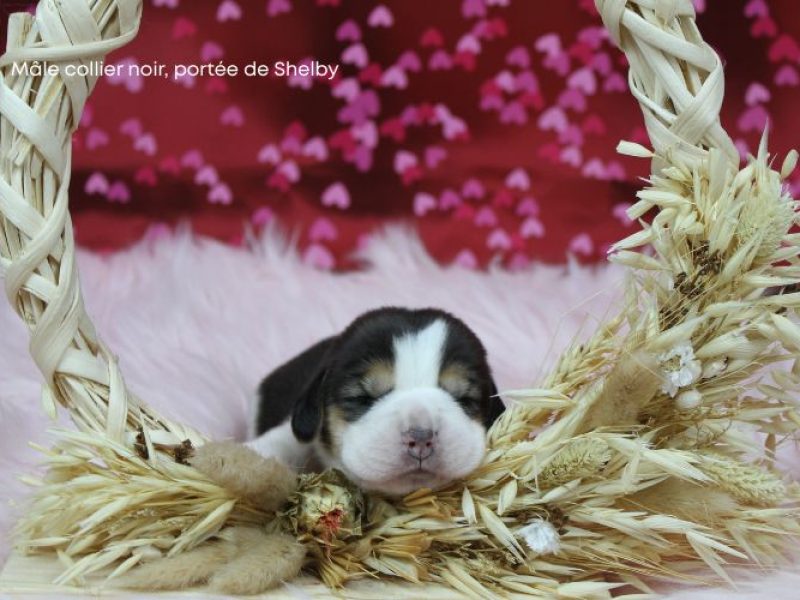 m noir shelby IMG_4205