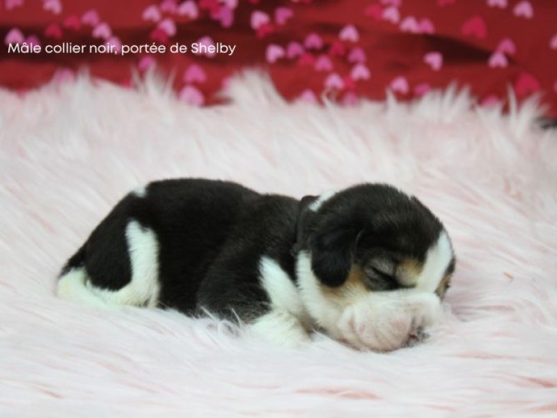 m noir shelby IMG_4208