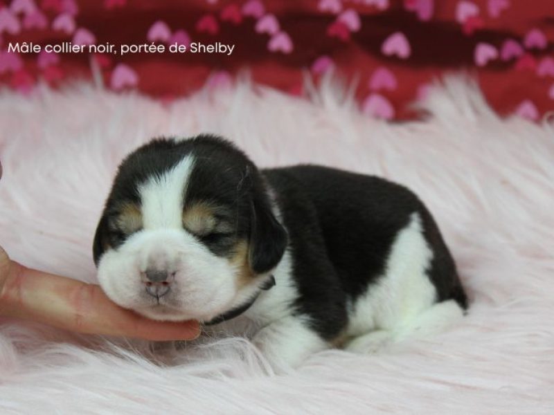 m noir shelby IMG_4216