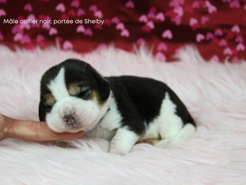 m noir shelby IMG_4223