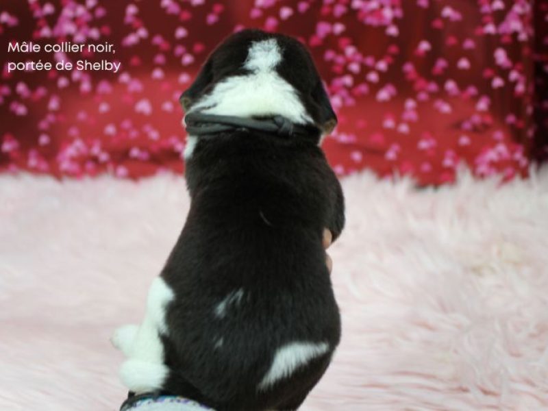 m noir shelby IMG_4231