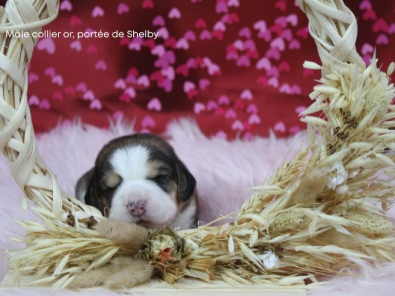 m or shelby IMG_4167