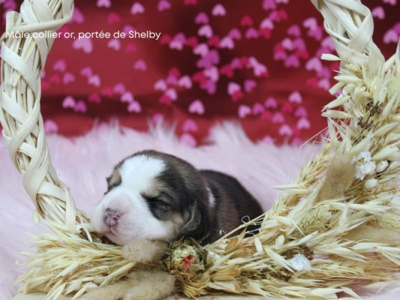 m or shelby IMG_4175