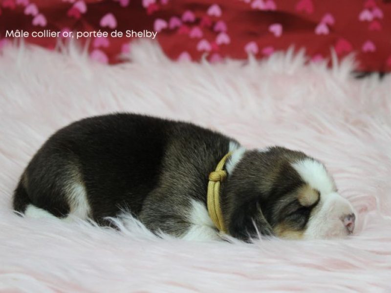 m or shelby IMG_4179