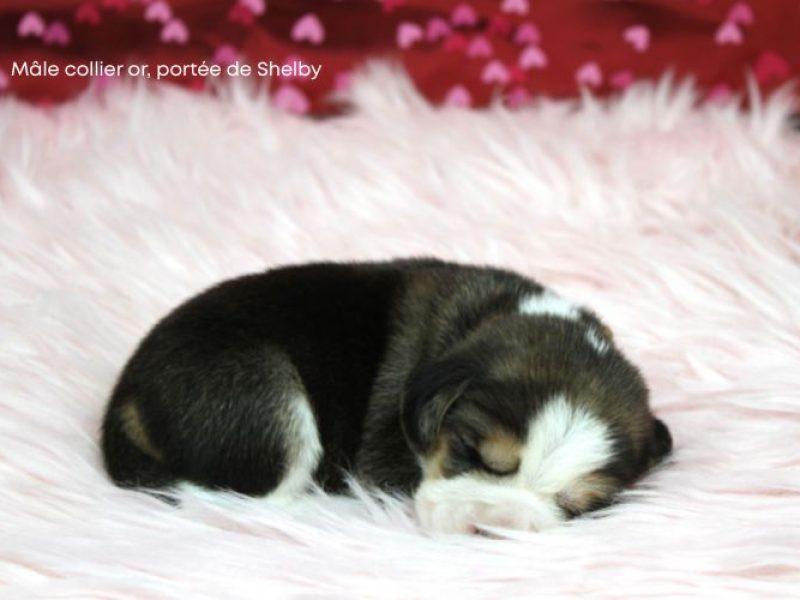 m or shelby IMG_4183