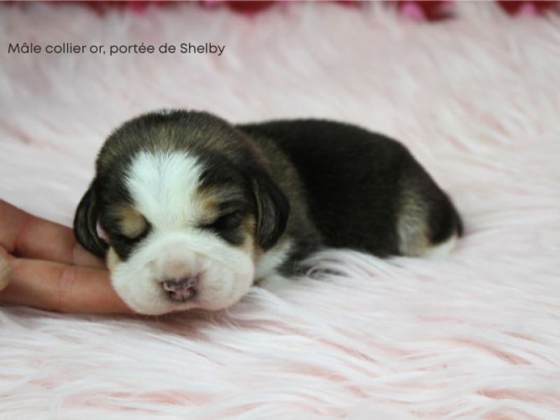 m or shelby IMG_4186