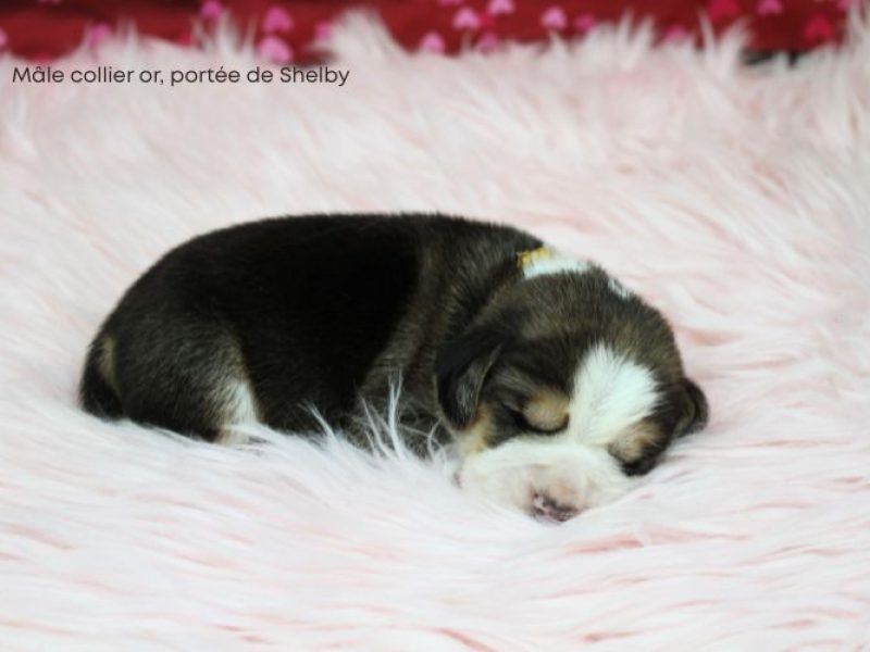 m or shelby IMG_4191