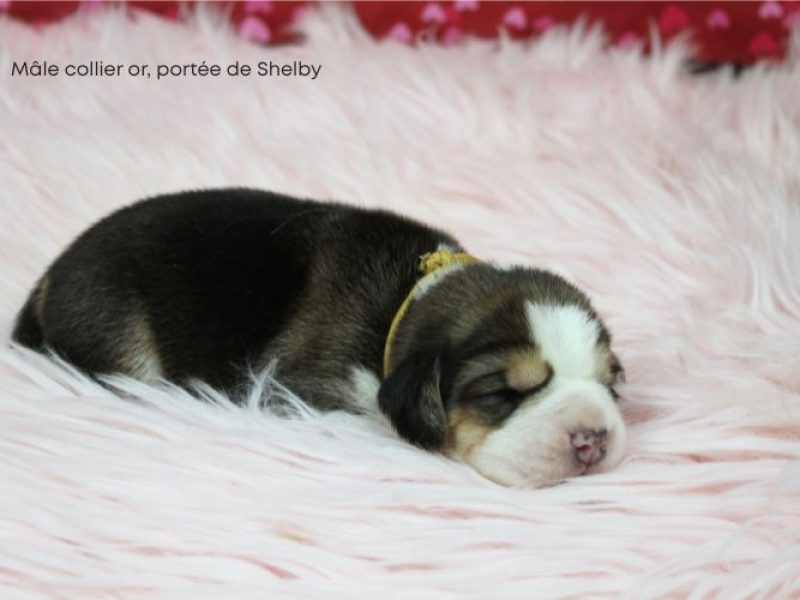 m or shelby IMG_4195