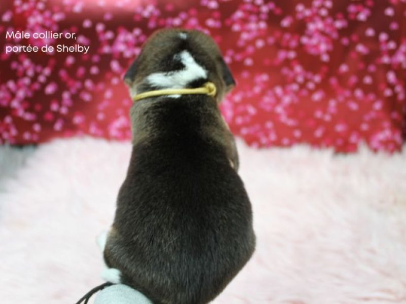 m or shelby IMG_4202