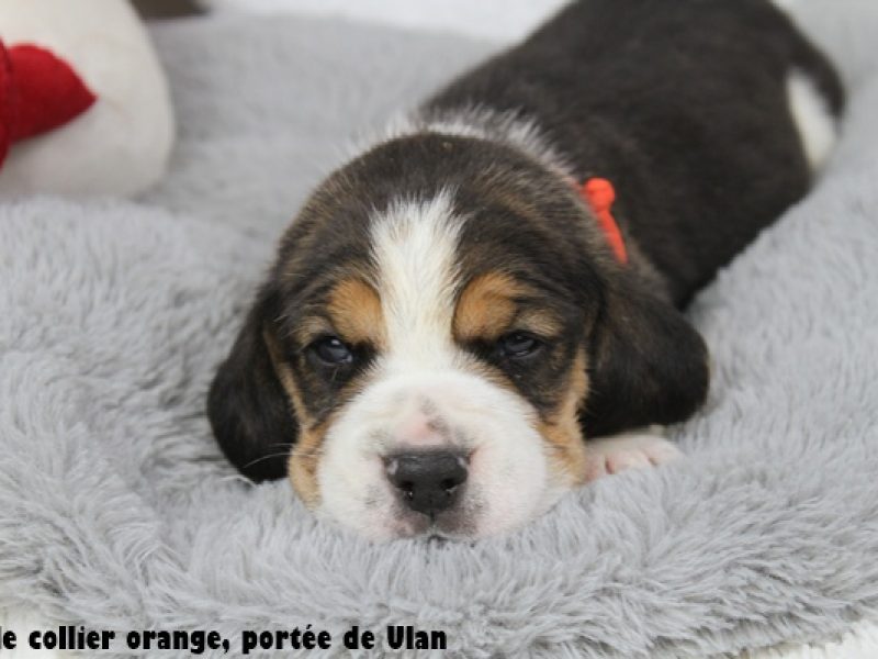 m orangeIMG_9510