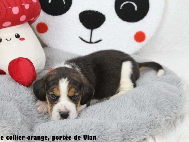 m orangeIMG_9519