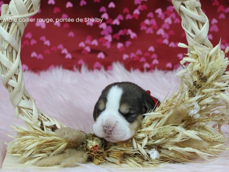 m rouge shelby IMG_4237