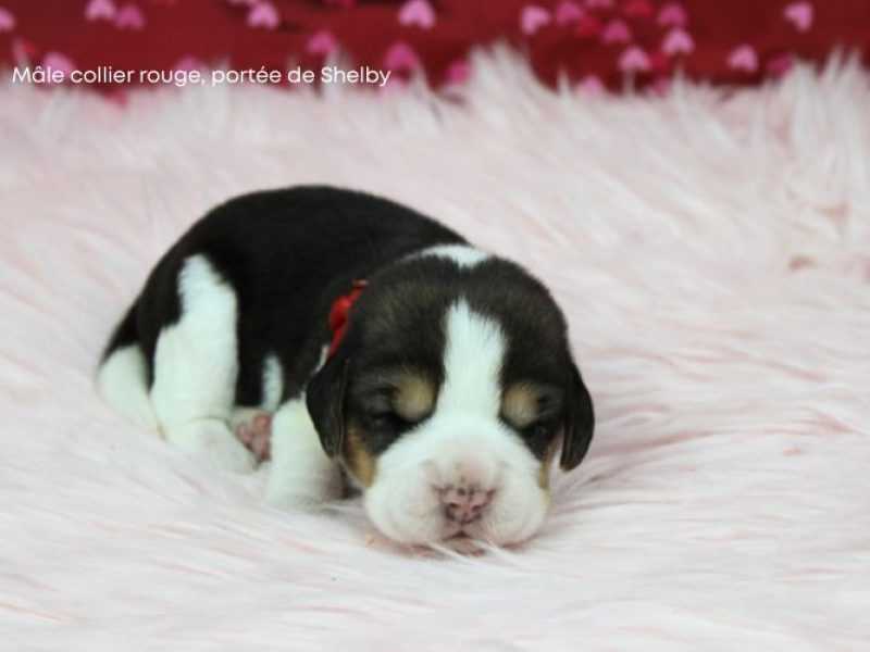 m rouge shelby IMG_4240