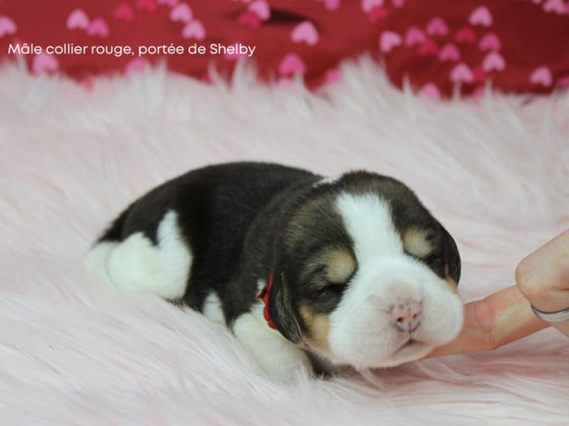 m rouge shelby IMG_4244